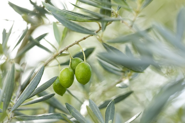 olive写真